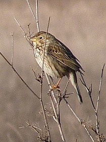 Corn Bunting  - Emberiza calandra © John Muddeman